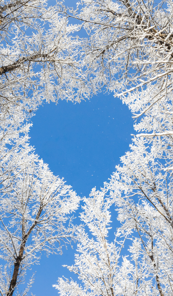 Кроны покрытых инеем деревьев воздают сердце на фоне голубого неба
