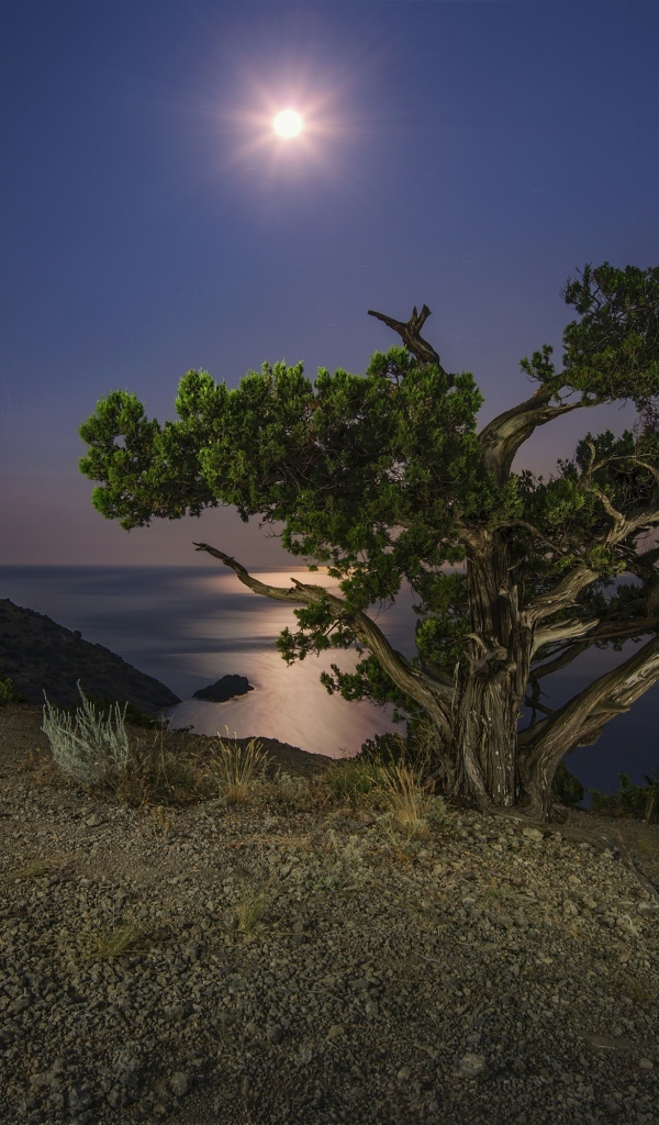 Большое зеленое дерево на берегу утеса при свете луны ночью