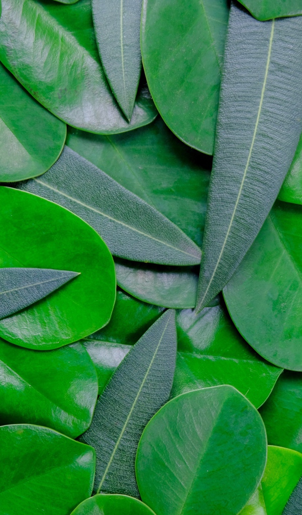 A lot of green leaves closeup