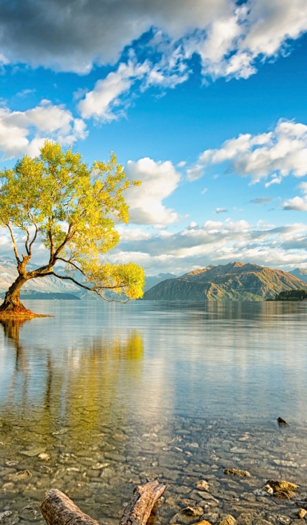 Дерево посреди озера под красивым небом с белыми облаками