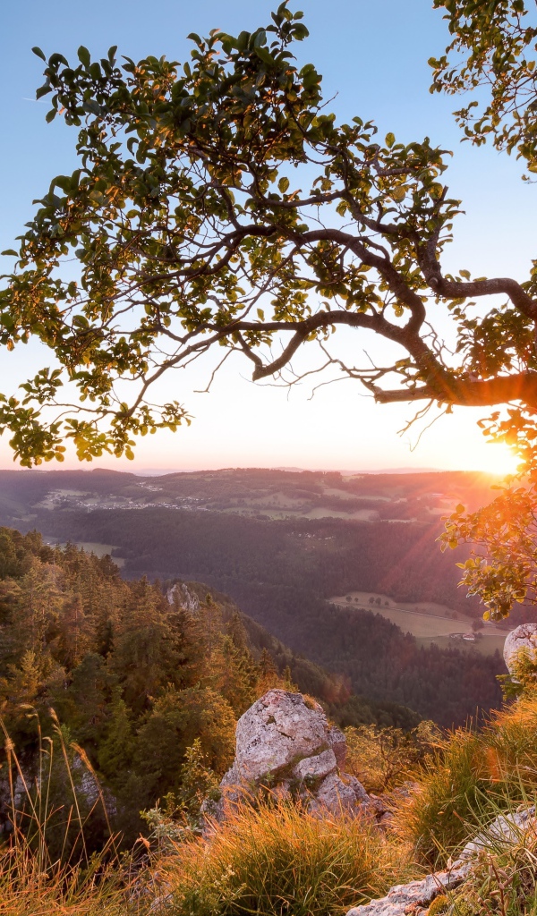 Дерево на краю утеса на рассвете