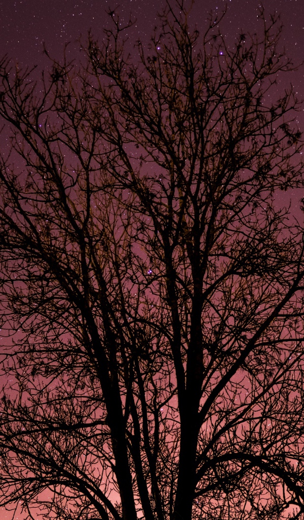 Дерево без листьев на фоне звездного неба 