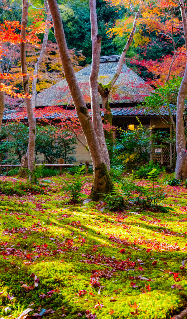 Осень в парке, Киото. Япония