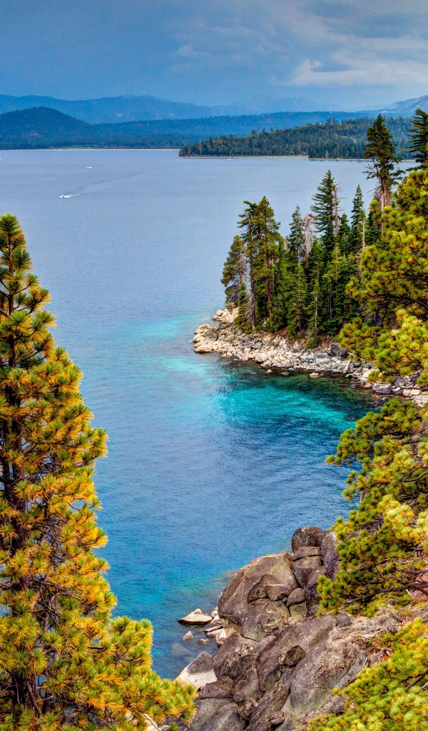 Beautiful coast covered with green pines