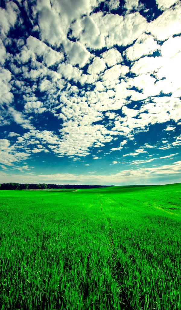 Красивые белые облака в голубом небе над зеленым полем