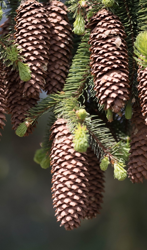 Большие шишки на зеленых ветках ели