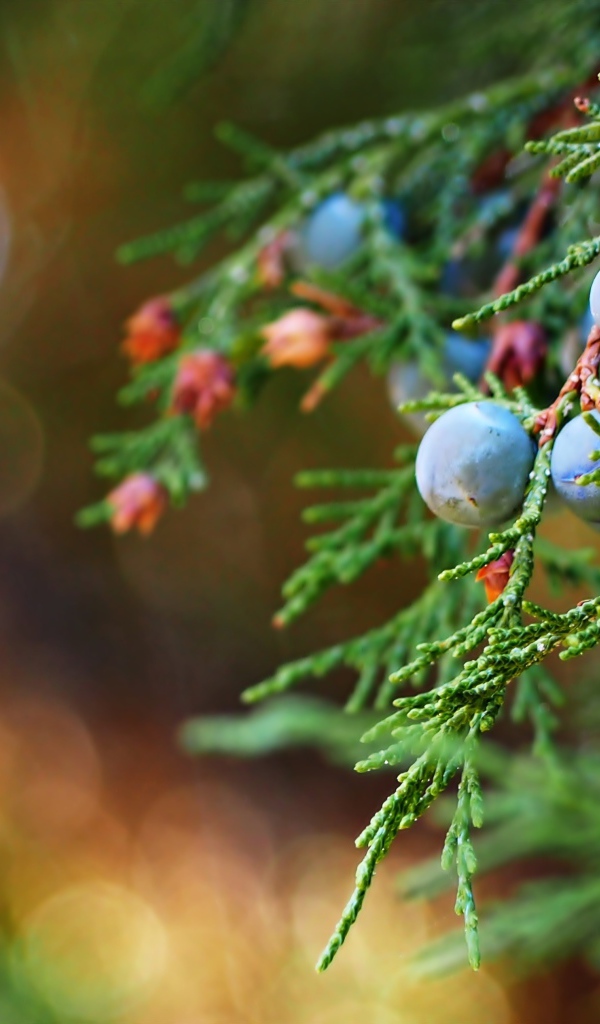 Blue juniper berries on a green branch