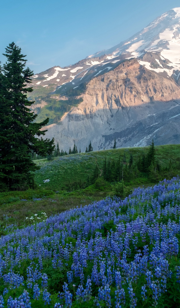 Голубые цветы люпина в лесу на фоне гор