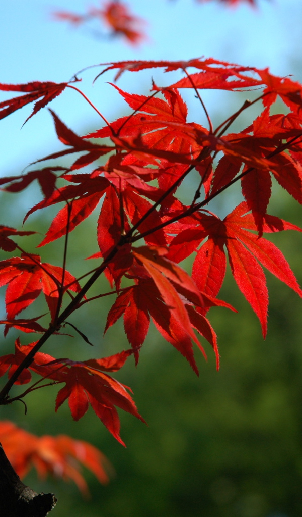 Ветка с красными листьями на дереве 