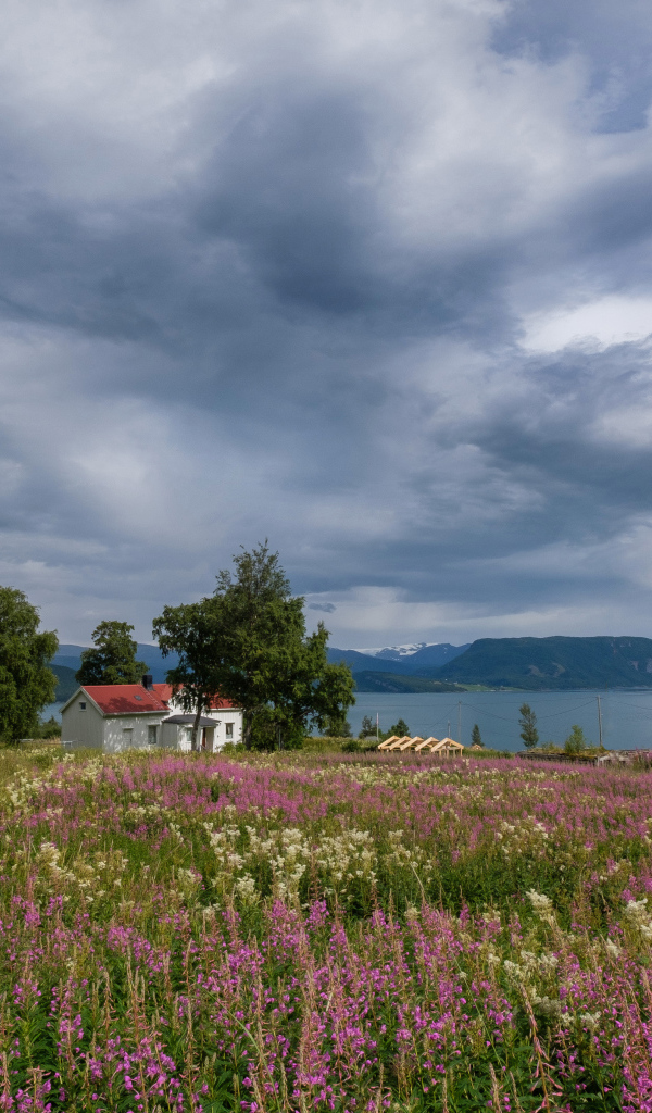 Пасмурное небо над озером и полем с красивыми цветами 