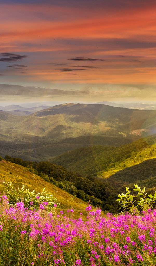 Рассвет яркого летнего солнца над холмами с розовыми цветами