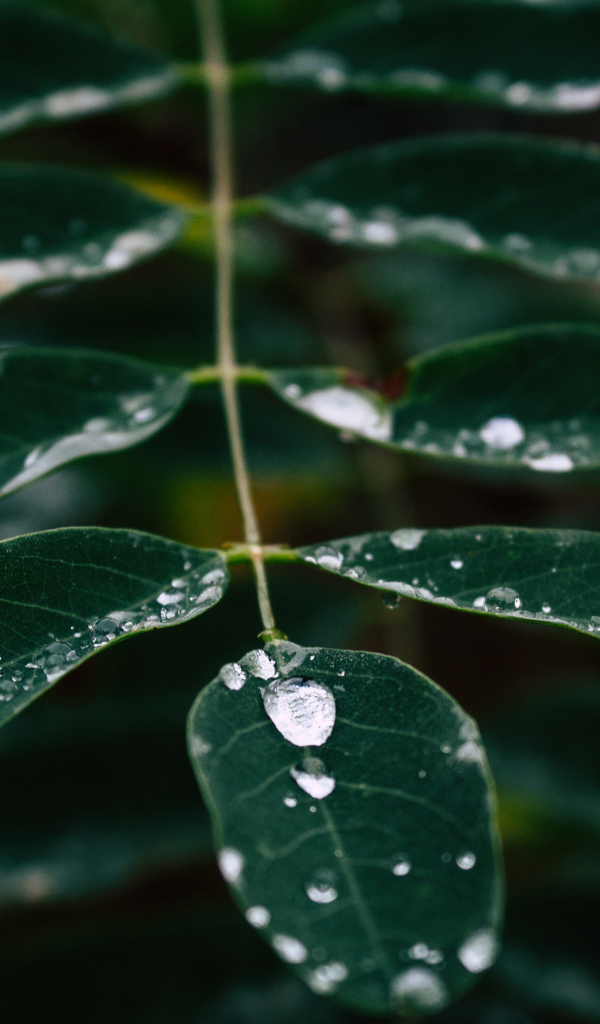Капли дождя стекают по зеленому листу