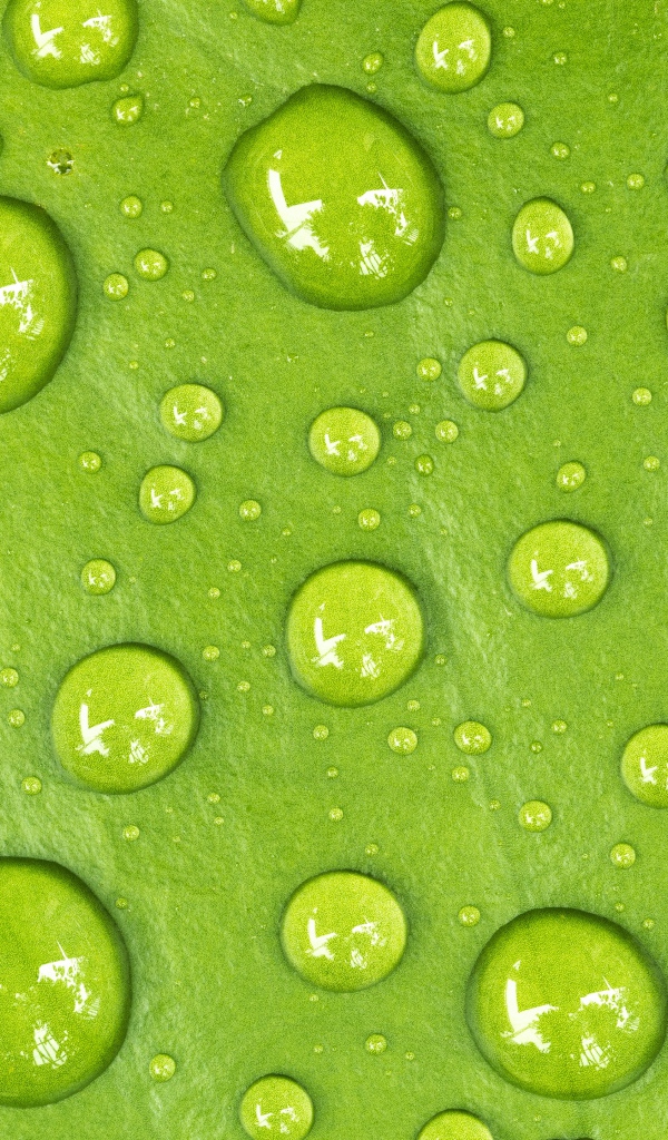 Капли на зеленом листе крупным планом