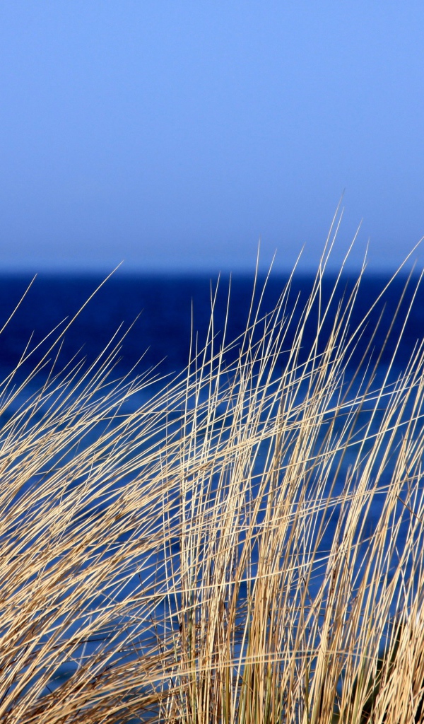 Сухая трава на фоне голубого горизонта