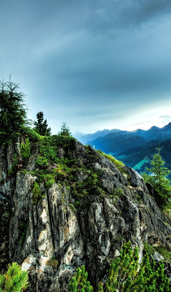 Ели на вершине скалы под  пасмурным небом 