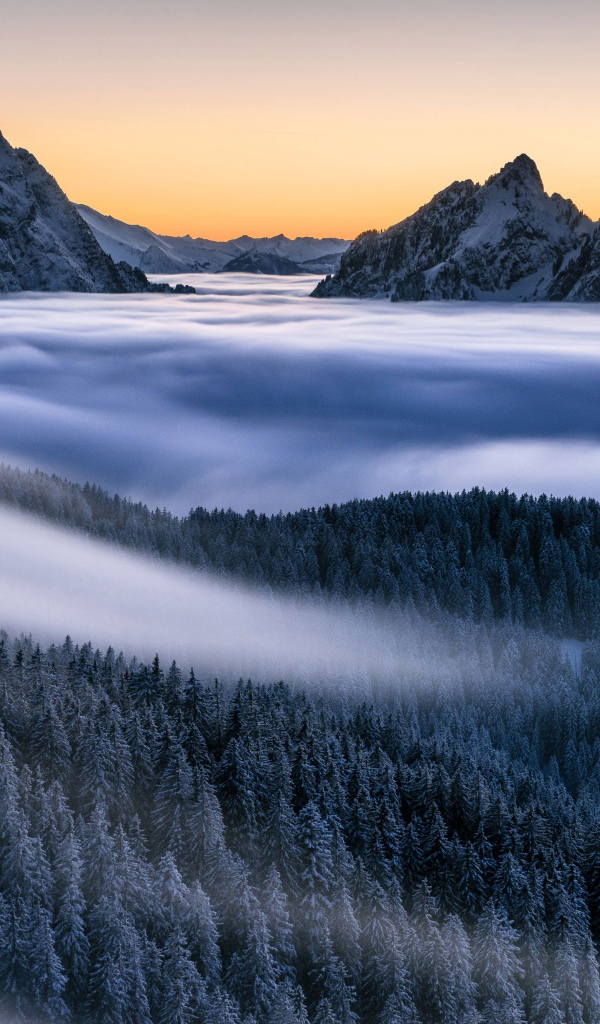 Туман покрывает лес и заснеженные верхушки гор