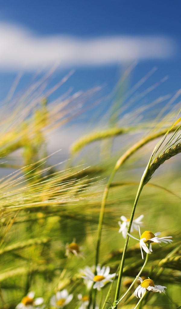 Зеленые колосья пшеницы с ромашками на фоне голубого неба 