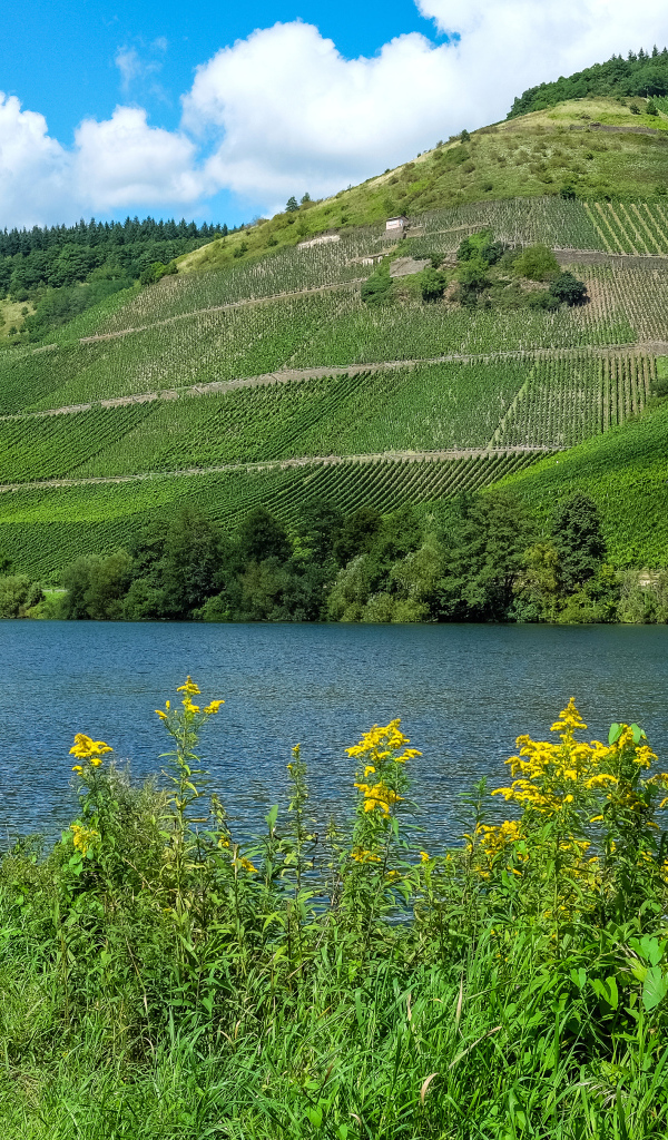 Зеленые поля на фоне реки