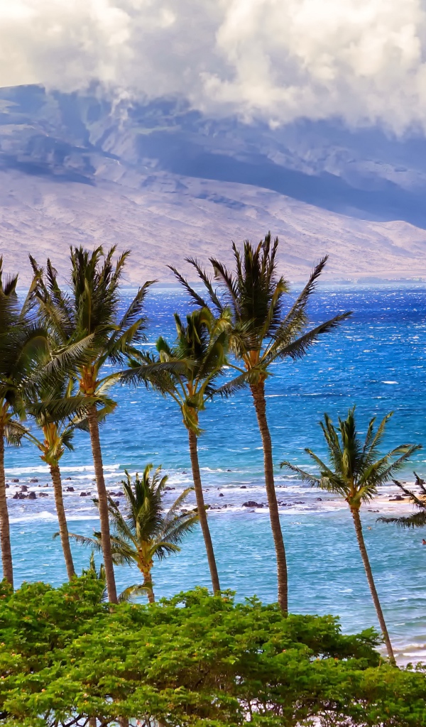 Зеленые пальмы на пляже у океана на фоне гор