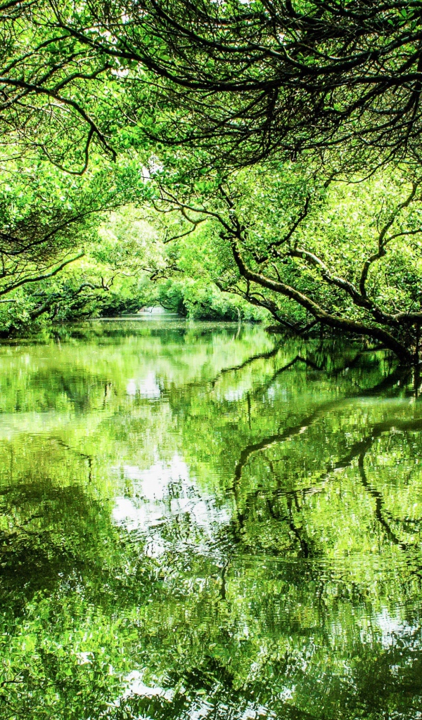 Зеленые деревья отражаются в реке