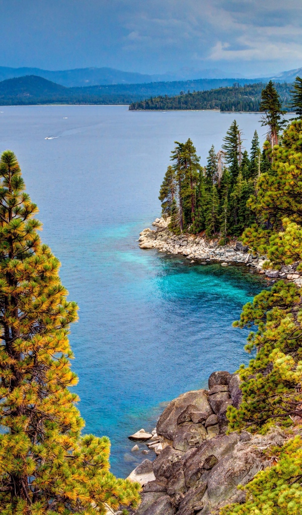 Высокие зеленые сосны на берегу озера