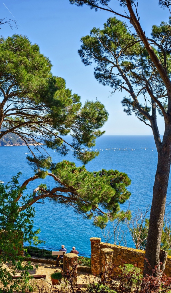 Высокие деревья на побережье на фоне моря, Испания