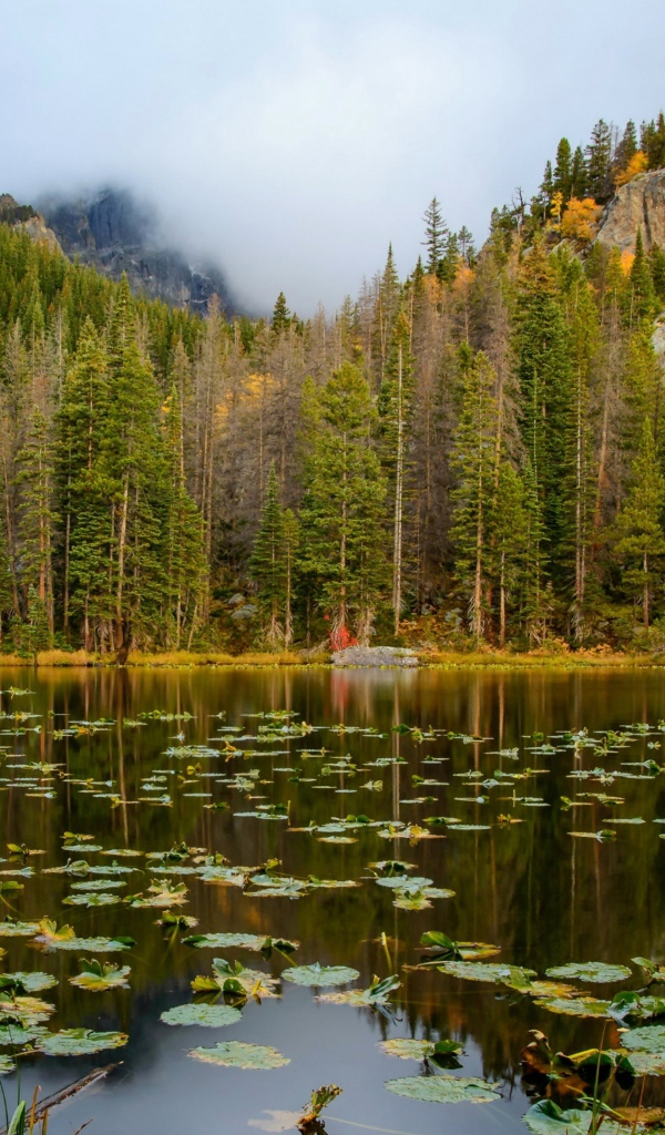 Озеро на фоне соснового леса у подножия гор