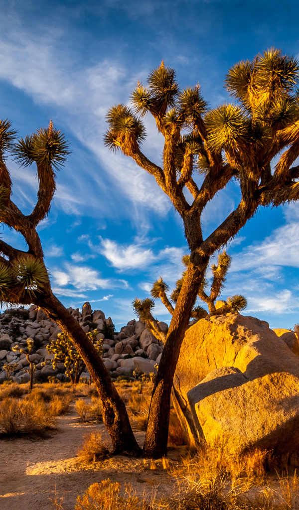 Большие тропические кактусы под голубым небом, США