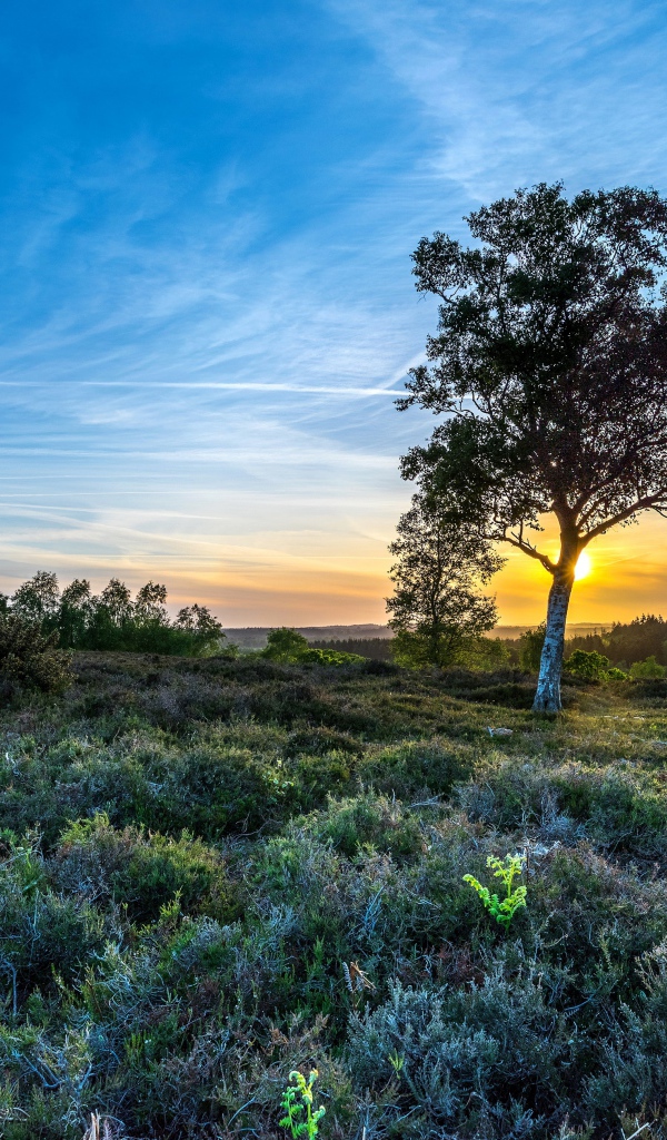 Одинокая береза под красивым голубым небом в поле