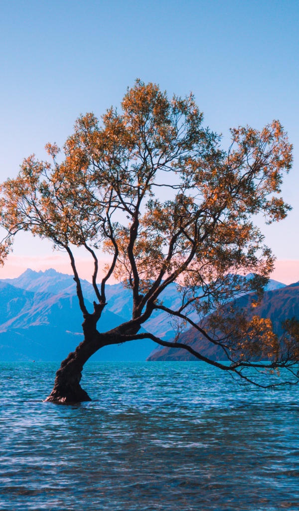 Одинокое дерево в воде на фоне гор