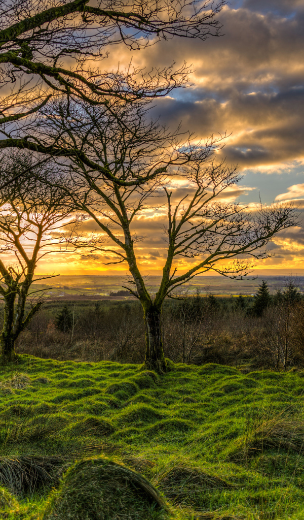 Покрытые мхом деревья на закате солнца