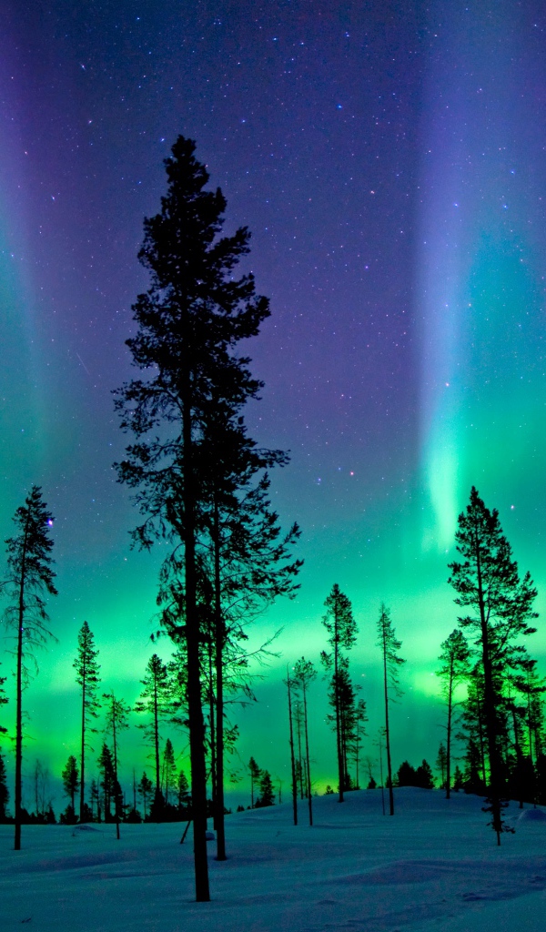 Северное сияние над заснеженным сосновым лесом