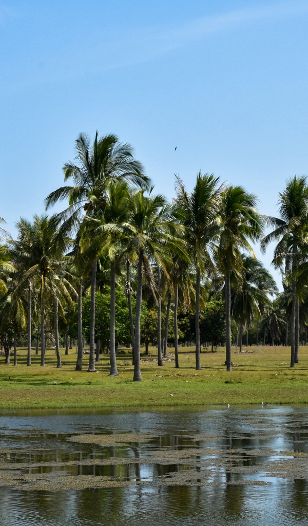 Пальмы на берегу у воды, Таиланд