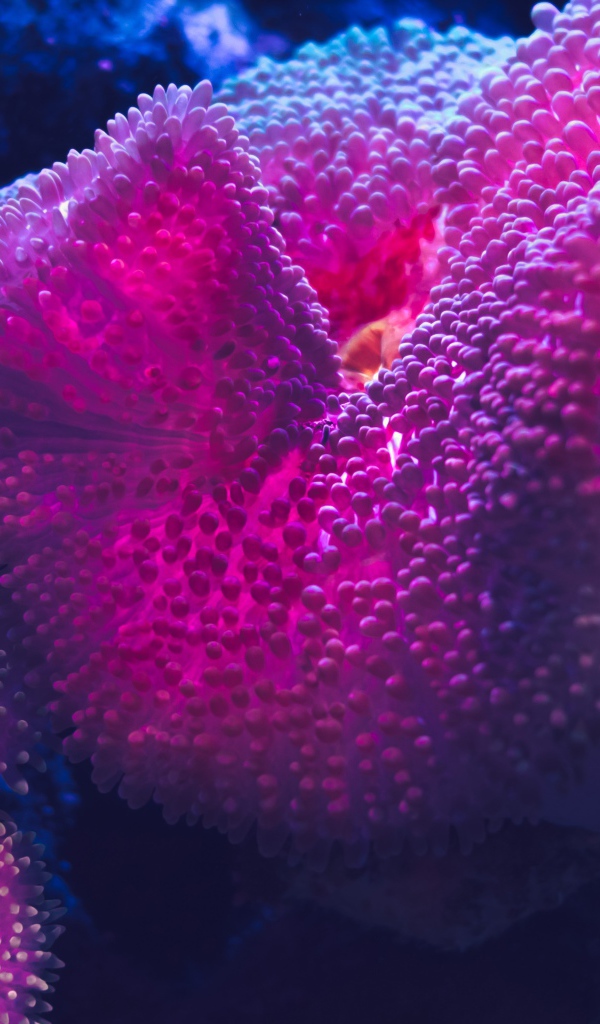 Розовый коралл под водой 