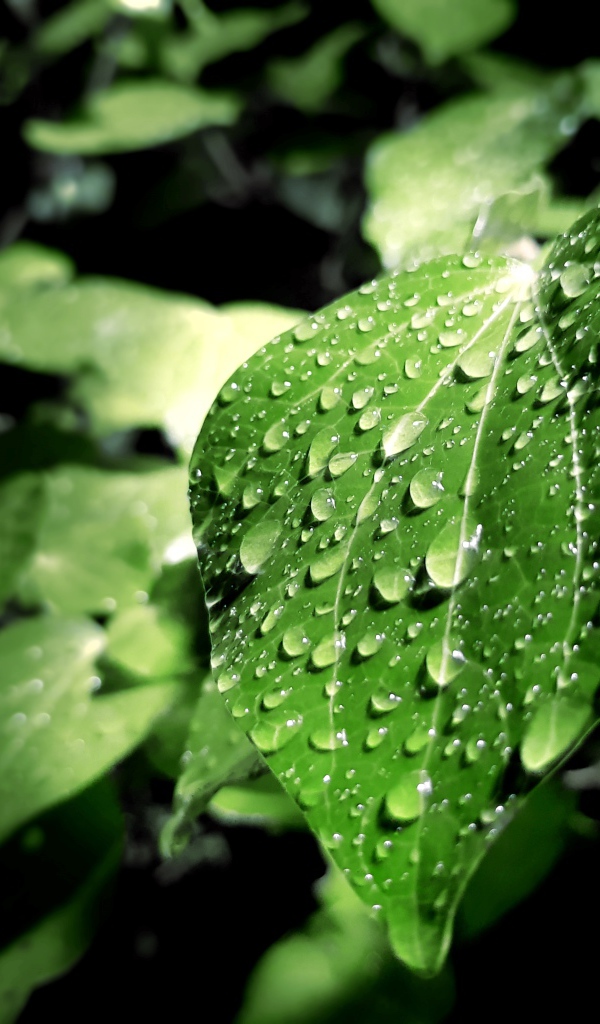 Капли дождя на зеленых листьях 