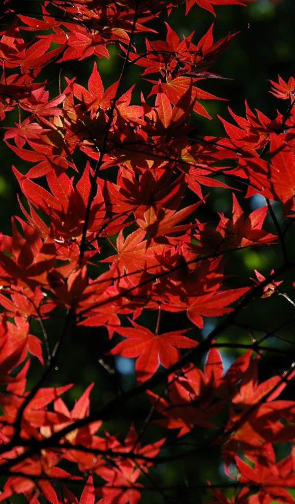 Красные листья на дереве осенью