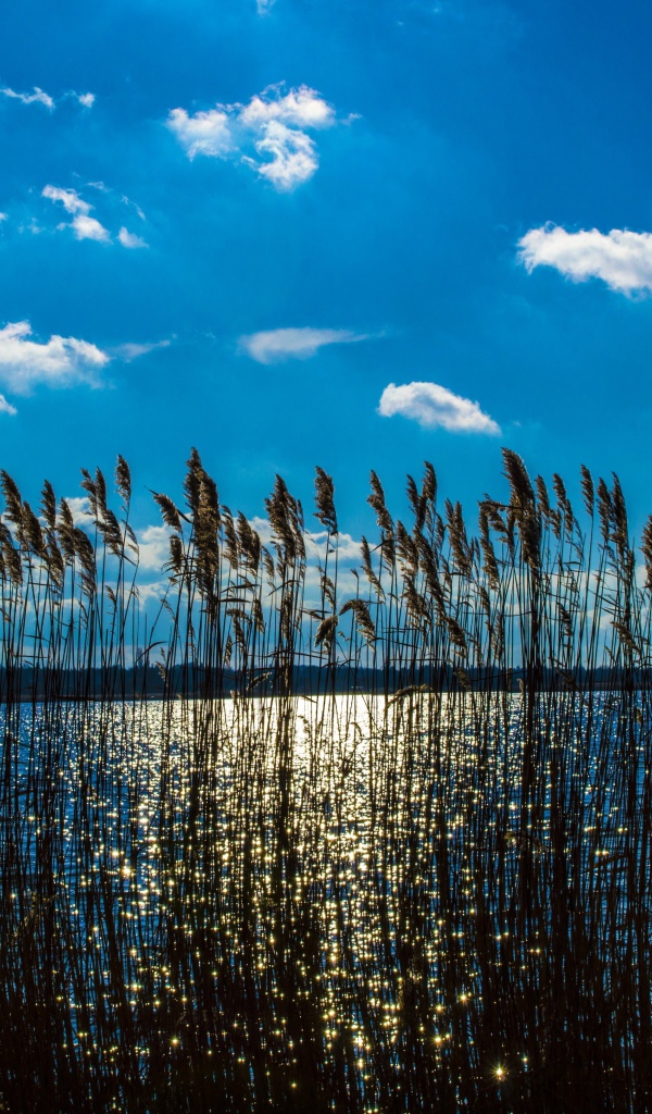 Камыш в реке под красивым голубым небом