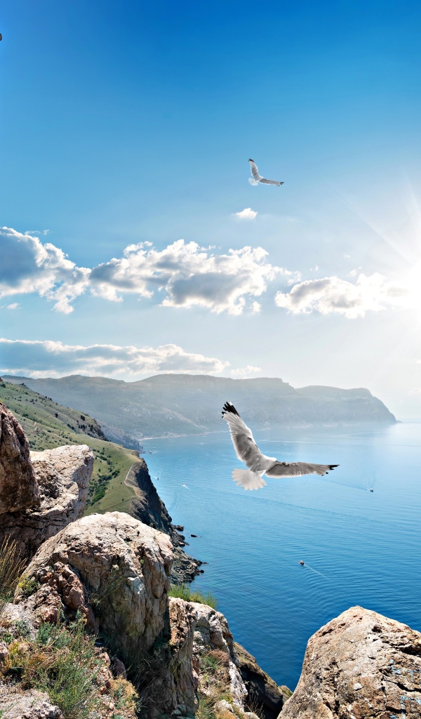 Чайки летают у скалы в лучах солнца под красивым голубым небом
