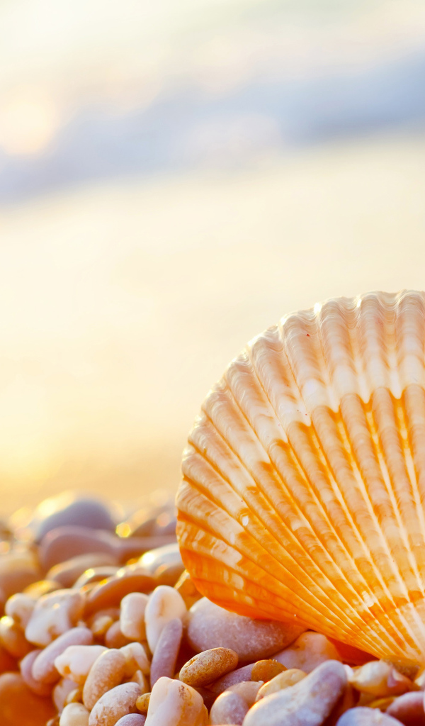 Ракушка на морской гальке на берегу моря 