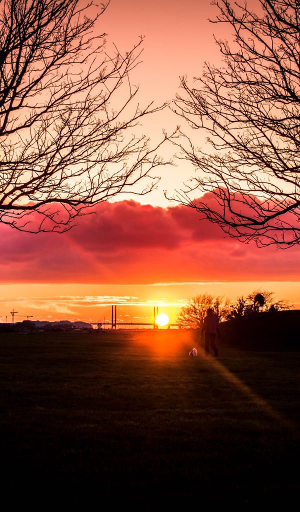 Силуэты деревьев на фоне яркого солнца