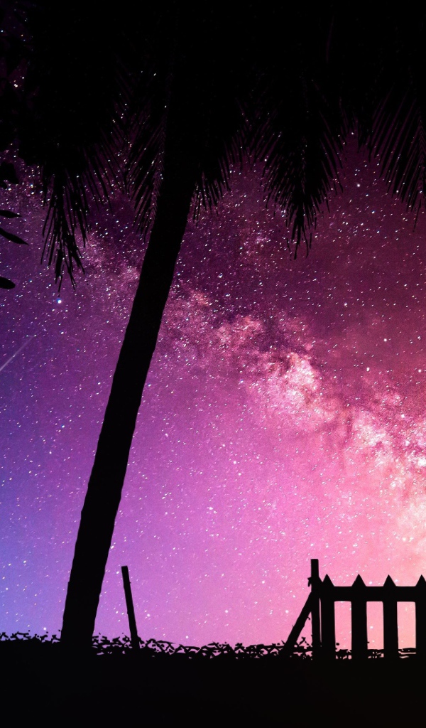 Силуэты деревьев на фоне звездного неба