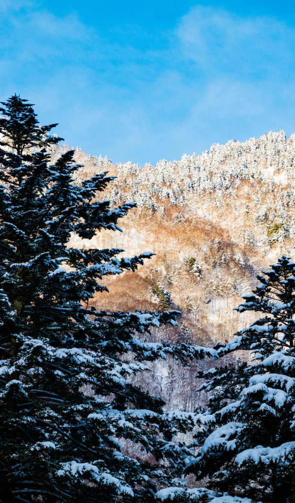 Заснеженные ели на фоне гор под голубым небом