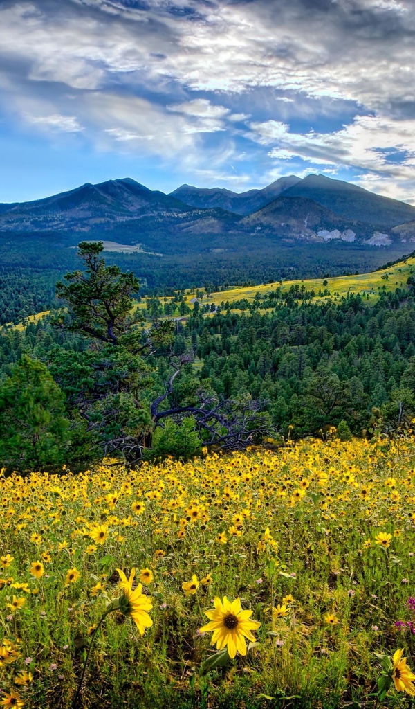Восход солнца над горами, лесом и полем с желтыми цветами