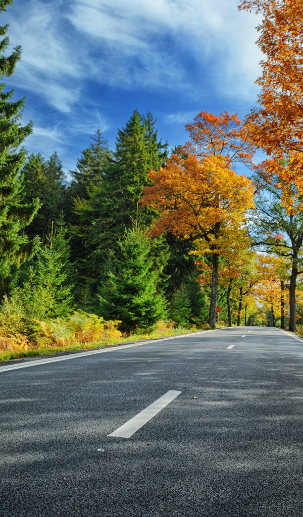 Высокие зеленые ели и деревья с желтыми листьями у дороги под голубым небом