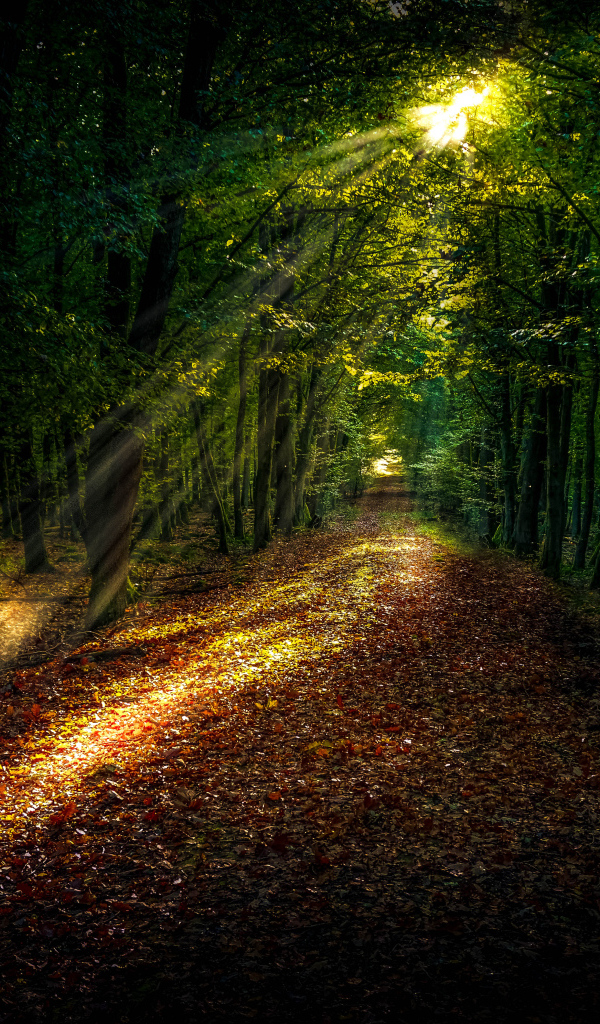 Яркое солнце пробивается на лесную дорогу покрытую желтыми листьями
