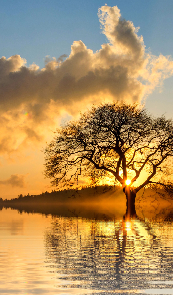Солнце пробивается сквозь ветки дерева в облачном небе