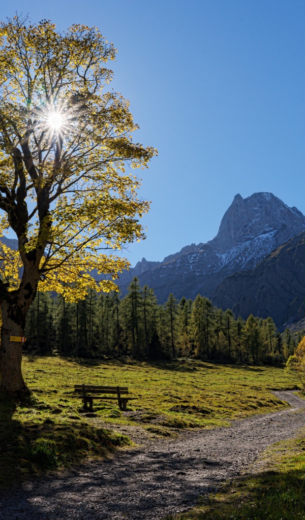 Дерево с зелеными листьями в лучах солнца на фоне гор