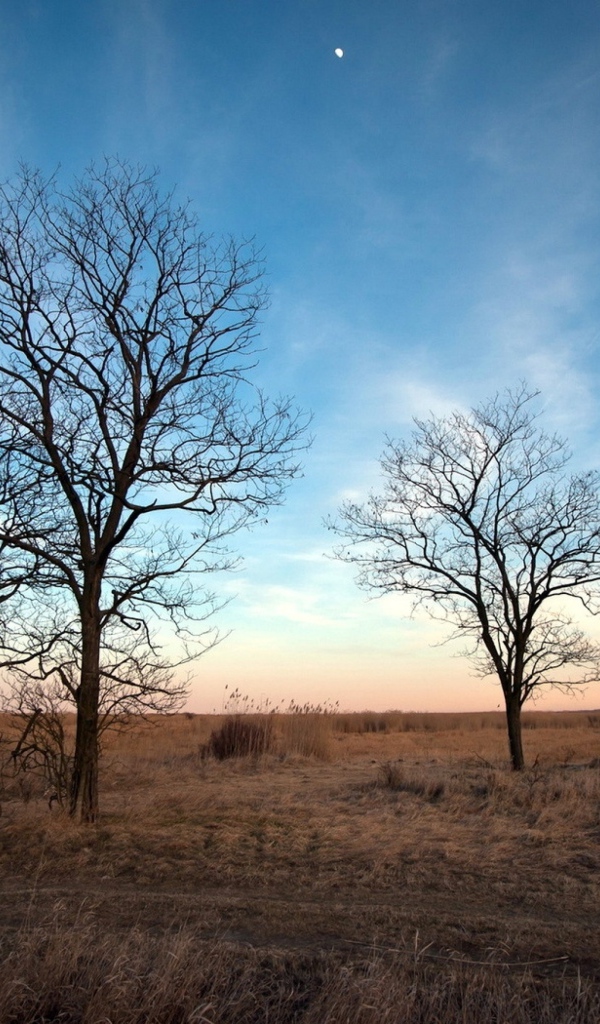 Деревья под голубым небом,  пейзаж