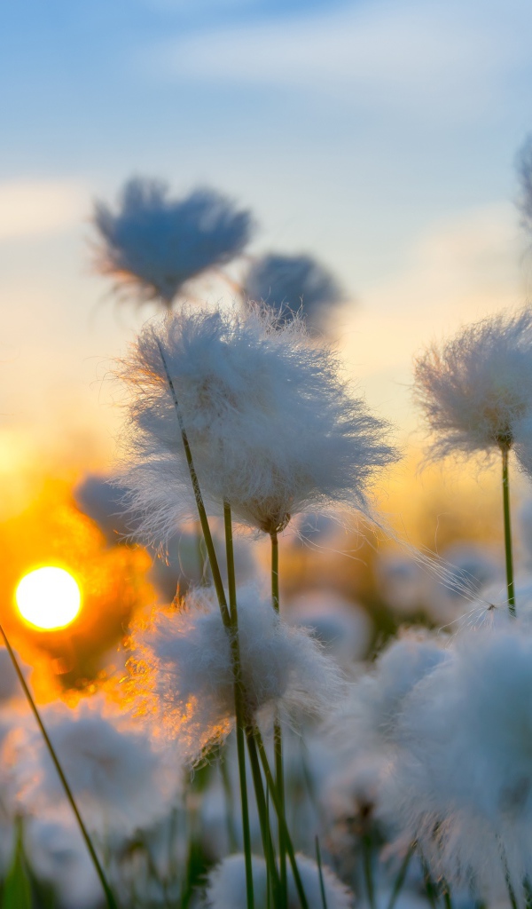 White cotton at sunset