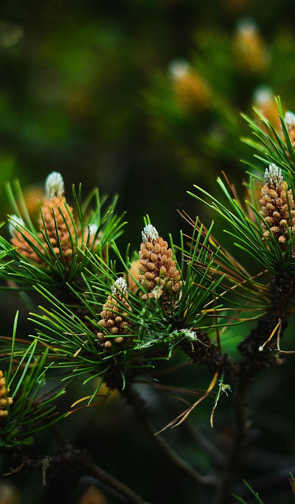 Young pine cones with green needles on branches